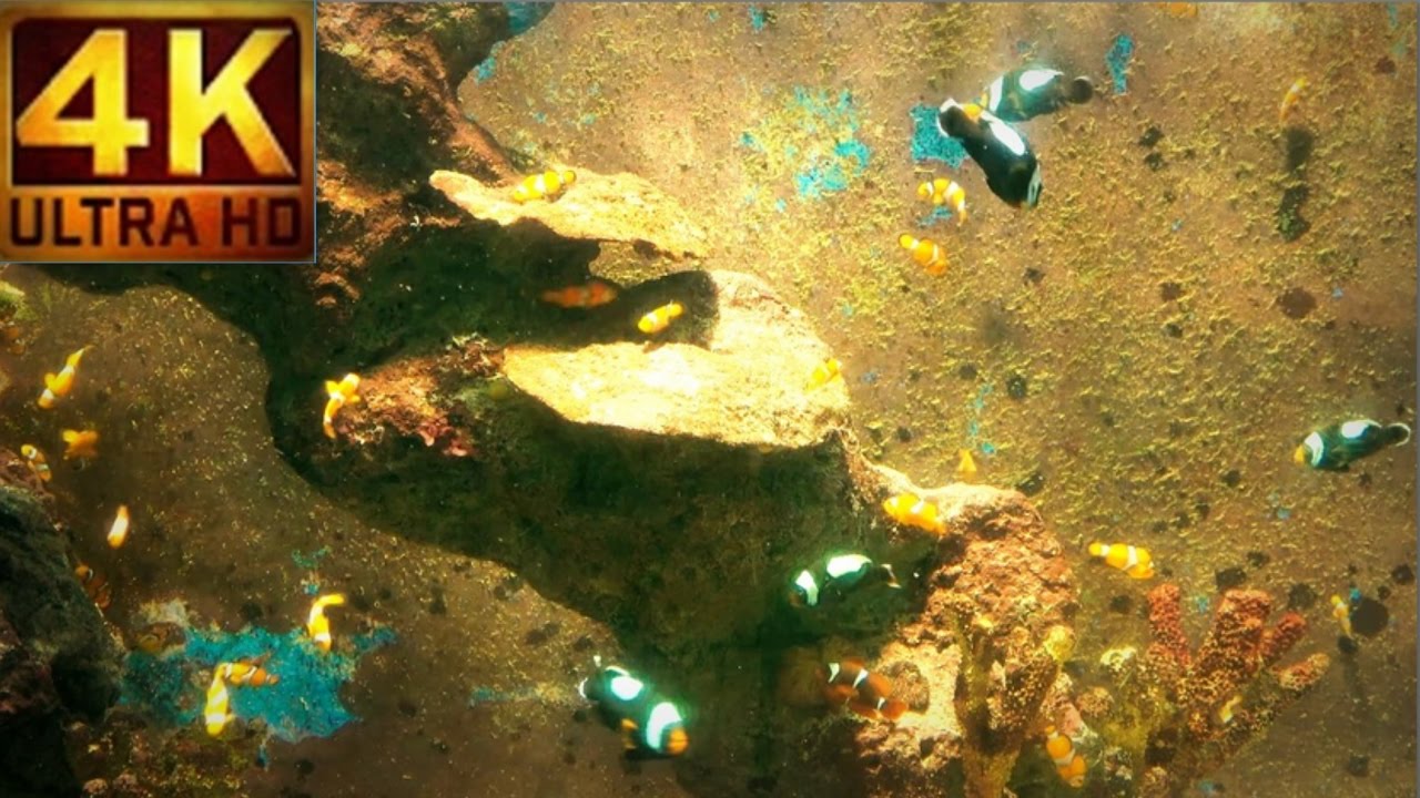 4k video aquarium